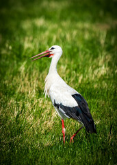 white stork in grass