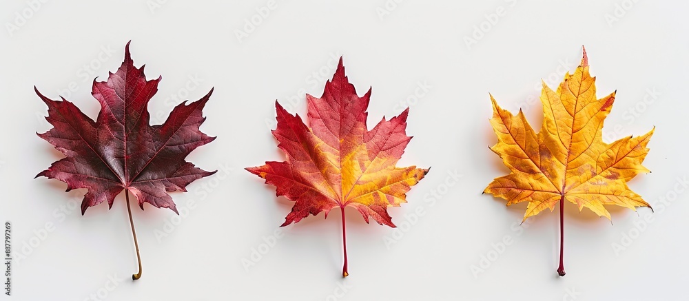 Aufkleber a top down view of three colorful maple leaves on a white background symbolizing various stages of a