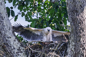 4 month old Harpy eagle chick, Harpia harpyja, testing its wings in the nest, Alta Floresta, Amazon, Brazil