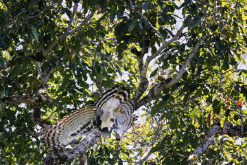 Obraz premium Female Harpy eagle, Harpia harpyja, performing an acrobatic rear backflip in a Brazilian Nut Tree, Alta Floresta, Amazon, Brazil