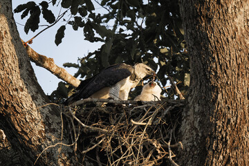 Female Harpy eagle, Harpia harpyja, feeding her 4 month old chick, Alta Floresta, Amazon, Brazil