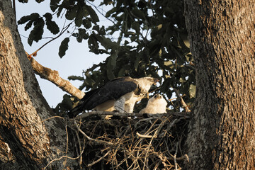 Female Harpy eagle, Harpia harpyja, feeding her 4 month old chick, Alta Floresta, Amazon, Brazil