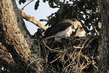 Female Harpy eagle, Harpia harpyja, feeding her 4 month old chick, Alta Floresta, Amazon, Brazil