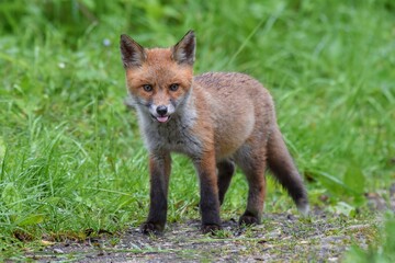 Renardeau roux (Vulpes vulpes), Neuchâtel, Suisse.