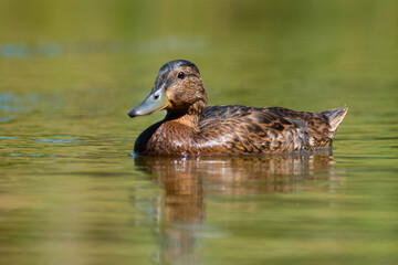 duck
