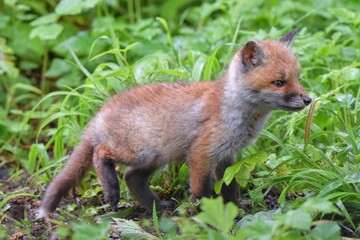 Renardeau roux (Vulpes vulpes), Neuchâtel, Suisse.
