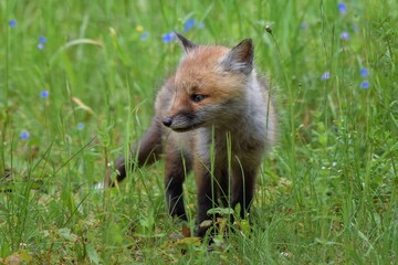 Renardeau roux (Vulpes vulpes), Neuchâtel, Suisse.