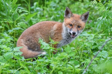 Renardeau roux (Vulpes vulpes), Neuchâtel, Suisse.