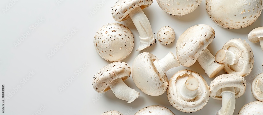 Poster lots of white mushrooms displayed on a plain white background with copy space image