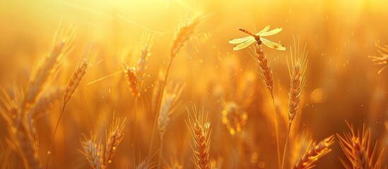 Fototapeta premium Scenic field of golden rye under the sun with a close up image showcasing a dragonfly perched on a plant amidst the wheat meadow Copy space image epitomizing summer agriculture and farming