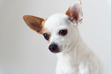 Porträt eines Chihuahua