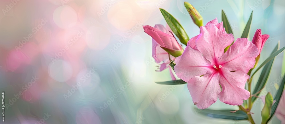 Aufkleber pink oleander flower captured in a close up shot with a blurred background ideal for a copy space im