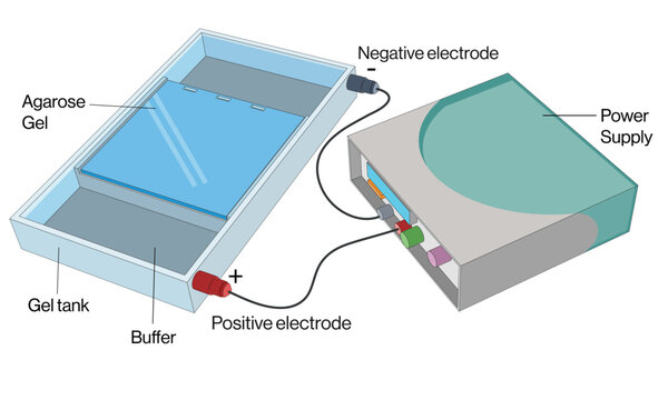 Agarose Gel Electrophoresis Scientific Vector Illustration Showing Principle and Equipment on White Background.