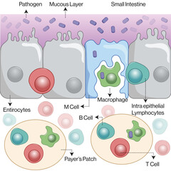 Detailed Vector Illustration of Mucosa-Associated Lymphoid Tissue (MALT): Structure and
Function in the Immune System