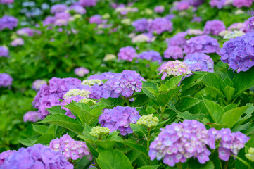 上磯ダムのアジサイ