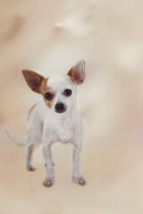 Porträt eines Chihuahua