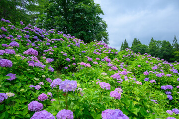 上磯ダムのアジサイ