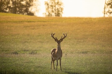 A male deer in the wild