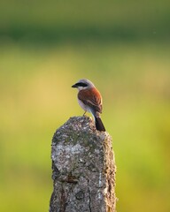 A red backed shrike standing alone