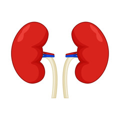 Vector illustration of human kidney on transparent background
