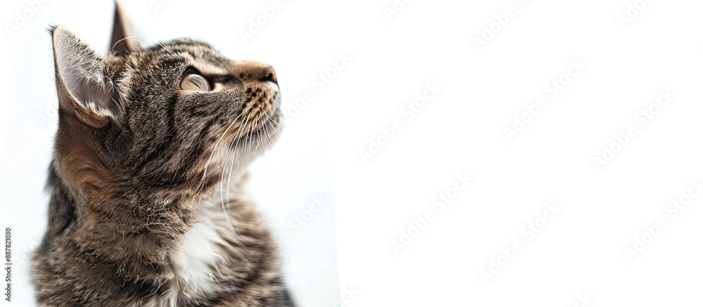 Poster a cat isolated on a white background sitting and gazing upwards with copy space image