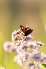 Schmetterling, kleiner Fuchs auf einer Blüte im Sommer