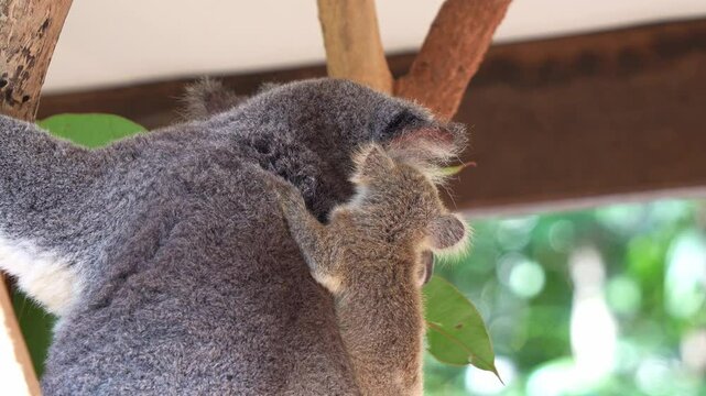 A little joey koala clings tightly to the back of its mum, curiously wondering around the surroundings, while the mother munching on eucalyptus leaves, close up shot.
