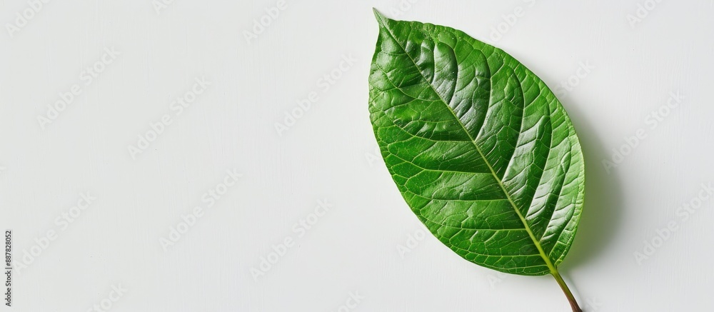 Aufkleber Copy space image of a fragrant leaf on a clean white backdrop