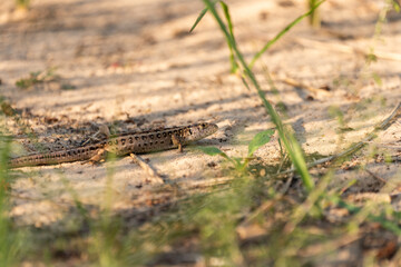 Zauneidechse nimmt Sonnenbad im Sommer, Echse