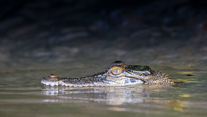 crocodile in the water
