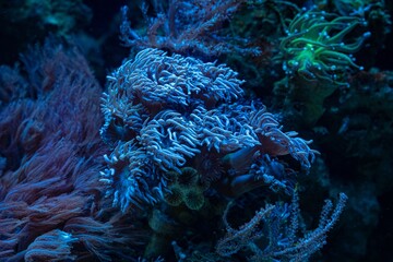 LPS duncan polyp tentacle in circular wave flow, fluorescent coral frag colony glued to live rock,...