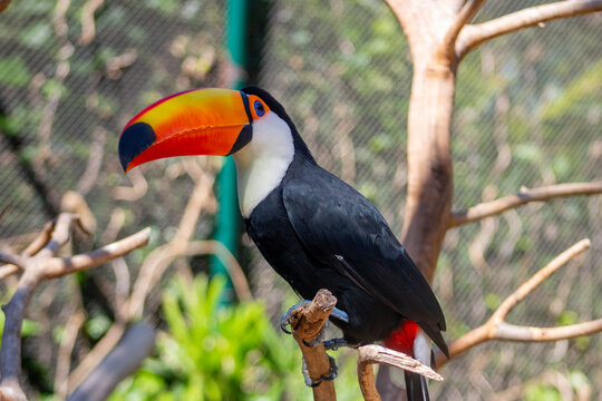Tucano Natureza