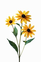 Three bright yellow flowers with dark centers bloom on a green stem against a white background.