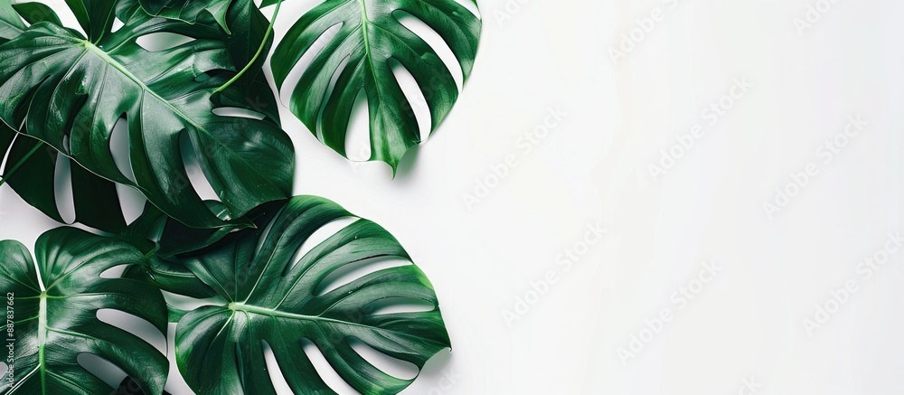 Poster monstera leaves add beauty to a modern interior with minimalism featuring real leaves for a composit