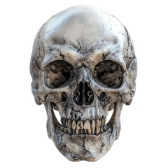 Obraz premium Realistic Weathered Human Skull , transparent background