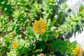 Beautiful flowers of Rhodiola rosea. golden root