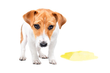 Puppy breed Jack Russell Terrier pissing on the floor isolated on white background