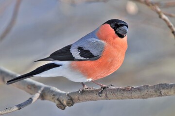 Bouvreuil pivoine (Pyrrhula pyrrhula), Neuchâtel, Suisse.