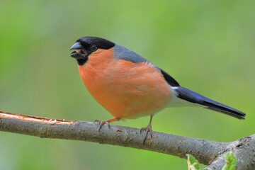 Bouvreuil pivoine (Pyrrhula pyrrhula), Neuchâtel, Suisse.