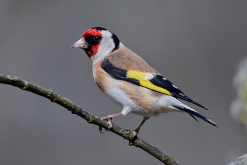 Chardonneret élégant (Carduelis carduelis), Neuchâtel, Suisse.