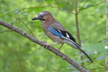 Geai des chênes (Garrulus glandarius), Neuchâtel, Suisse.
