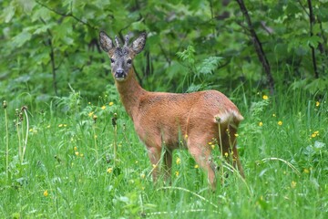 Chevreuils (Capreolus capreolus), Neuchâtel, Suisse.