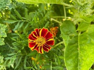 a yellow-red flower marigold