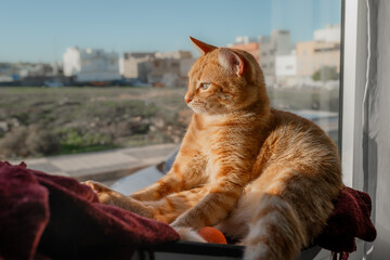brown tabby cat with green eyes sitting on a hammock by the window at sunset