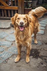 a happy dog wagging it's tail to its right 