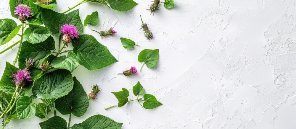 Leinwandbilder top view of vibrant green burdock leaves and flowers on a white background suitable for adding text 