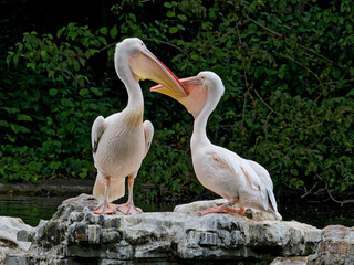 Playing Pelicans on a rock