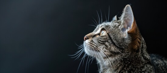 Obraz premium Copy space image featuring a portrait of a gray cat against a dark background