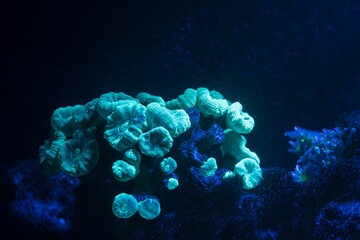 green trumpet coral colony in circular wave flow, nano reef marine aquadesign, fluorescent frag...