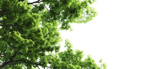 Tree themed wallpaper background with lush green foliage against a white backdrop showcasing beautiful nature and providing room for text or images. with copy space image
